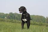 DOGUE ALLEMAND 506